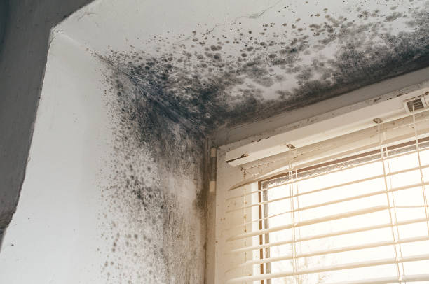 Trusted Black Mold Removal service in Allenwood, NJ - Cheap Mold Removal