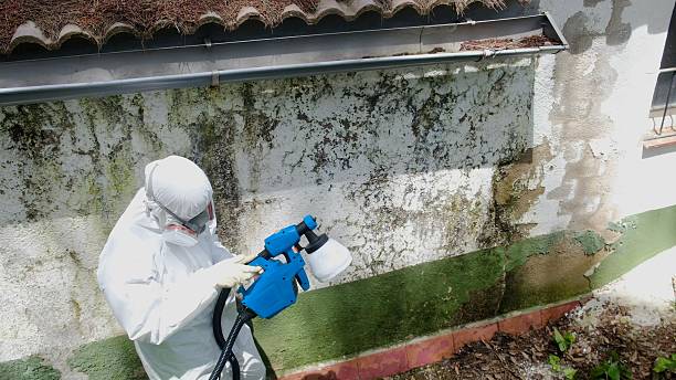 Trusted Attic Mold Removal service in Allenwood, NJ - Cheap Mold Removal